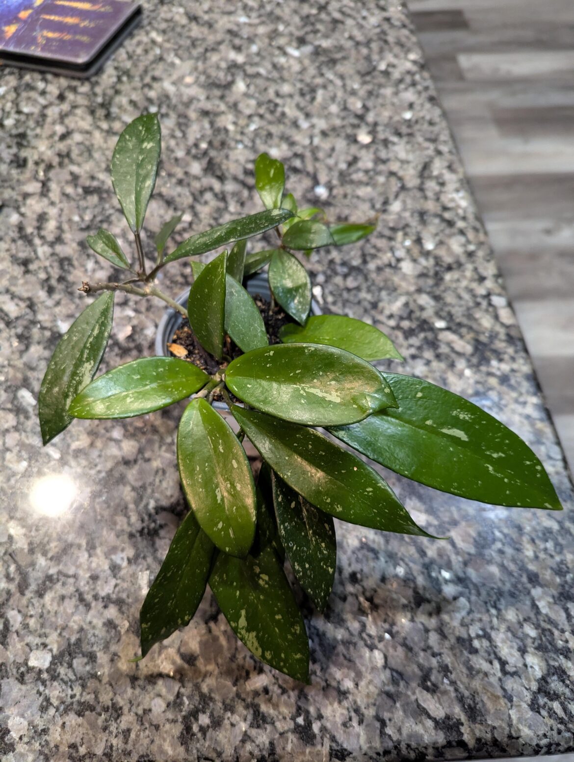 Cheer up plant… Cheer up plant...