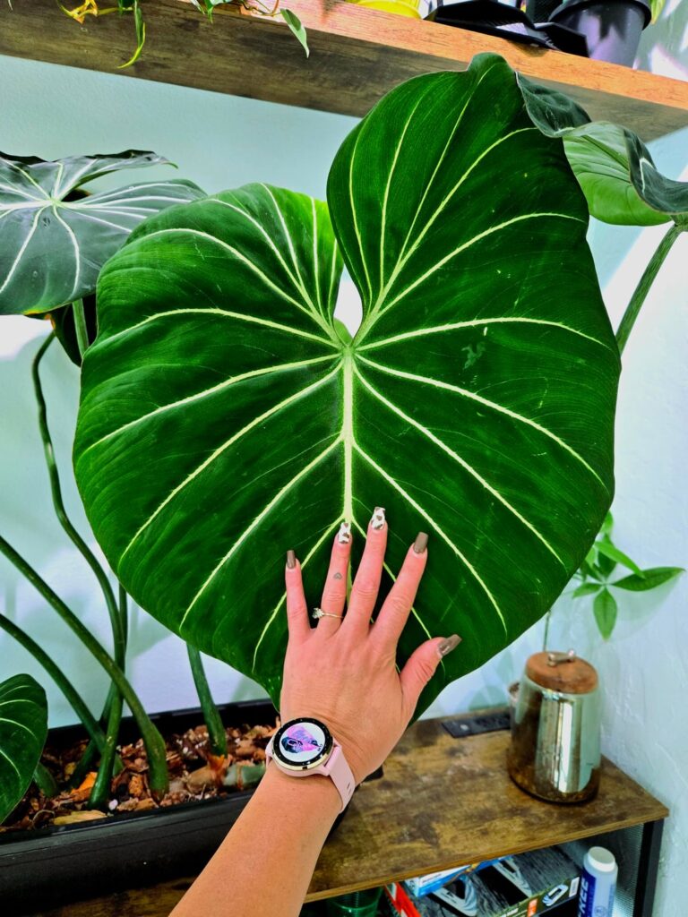 Best leaf so far ☺️