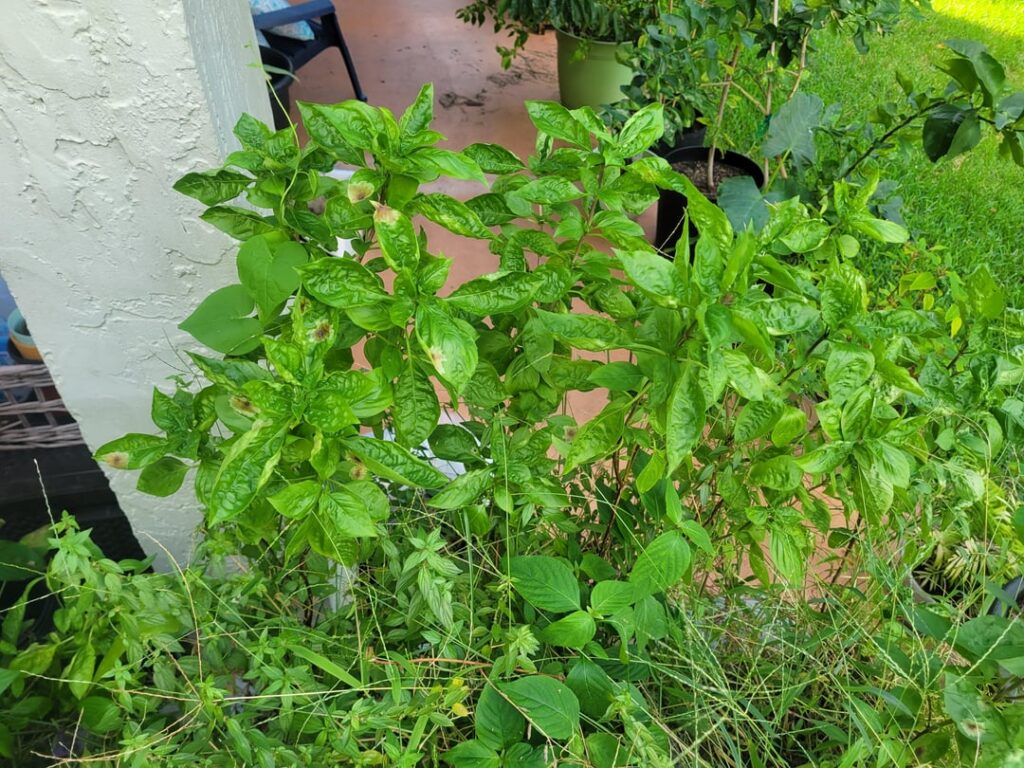 Found this growing in the garden, what is this?