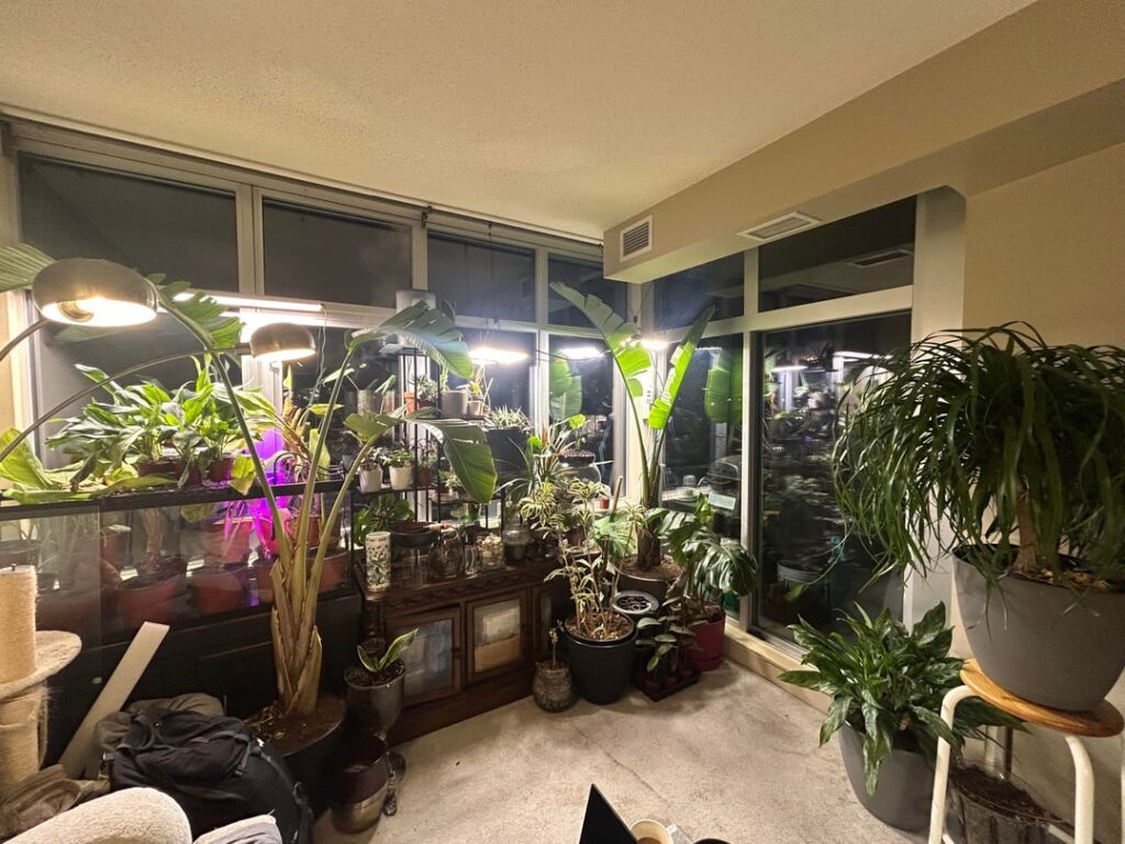 Houseplant setup and propagation