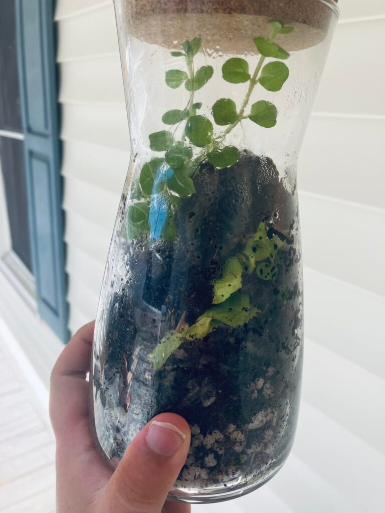 Keeping jar outdoors in indirect sunlight. Bad or neutral?