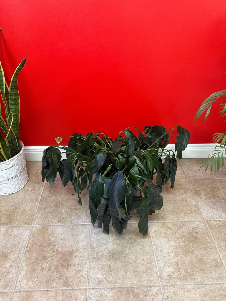 Peace Lilly, Please Help!!! Peace Lilly, Please Help!!!