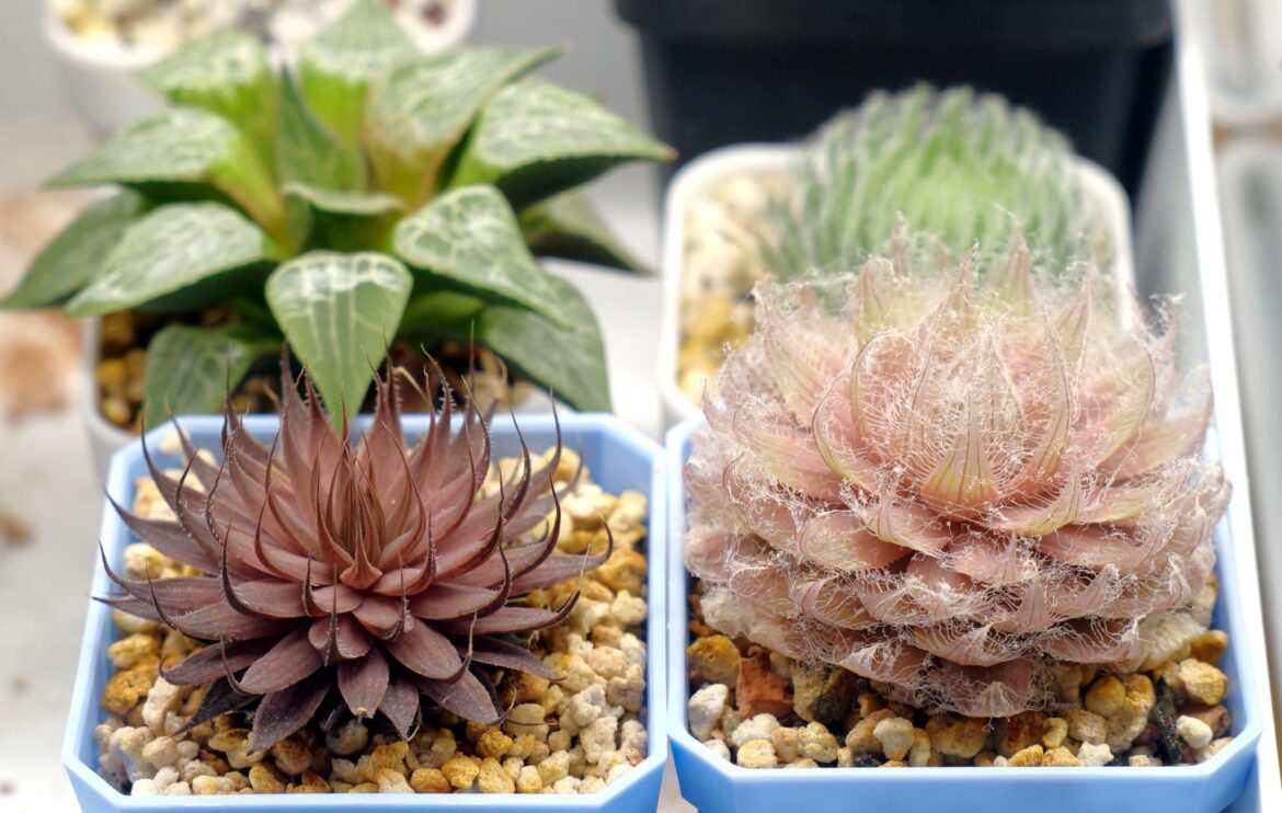 I love that I can wake up and look at my plants first thing in the morning!