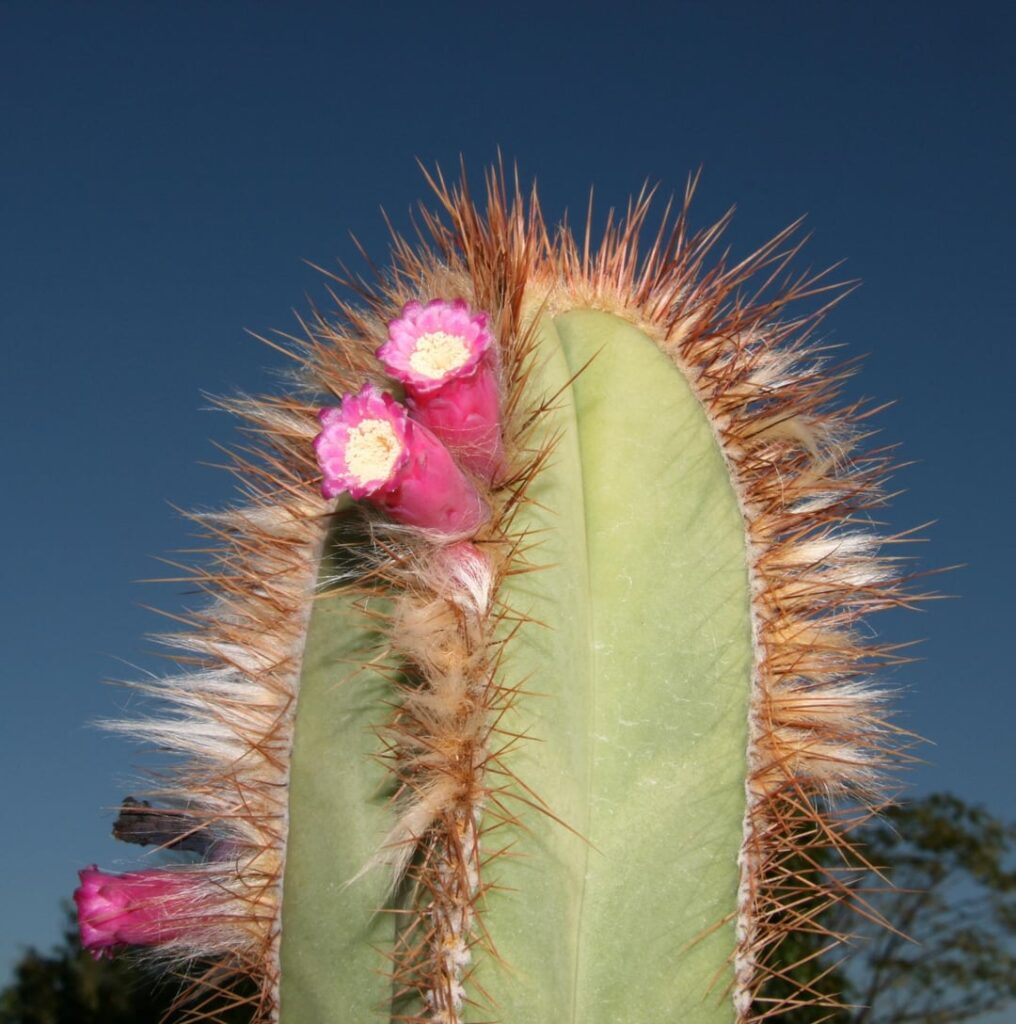 Anyone growing Pierrebraunia cactus?