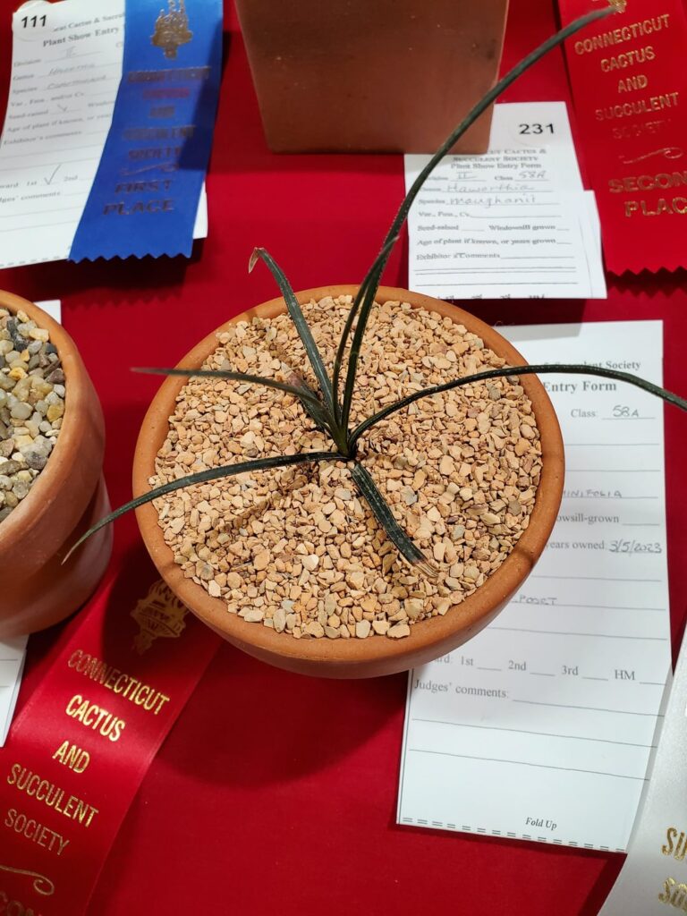 Haworthia blackburniae var graminifolia show entry