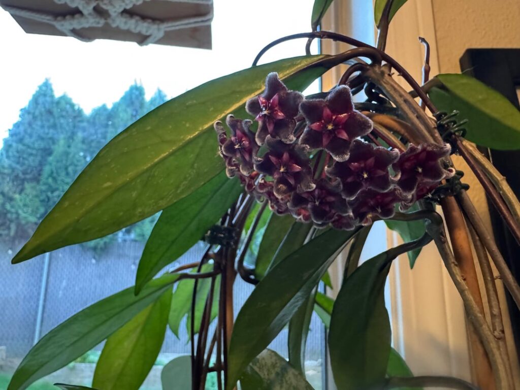 Royal Hawaiian has bloomed