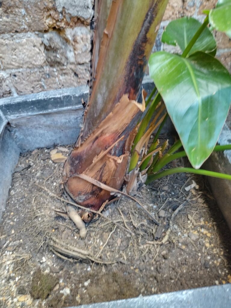 How does one propagate these beauties?