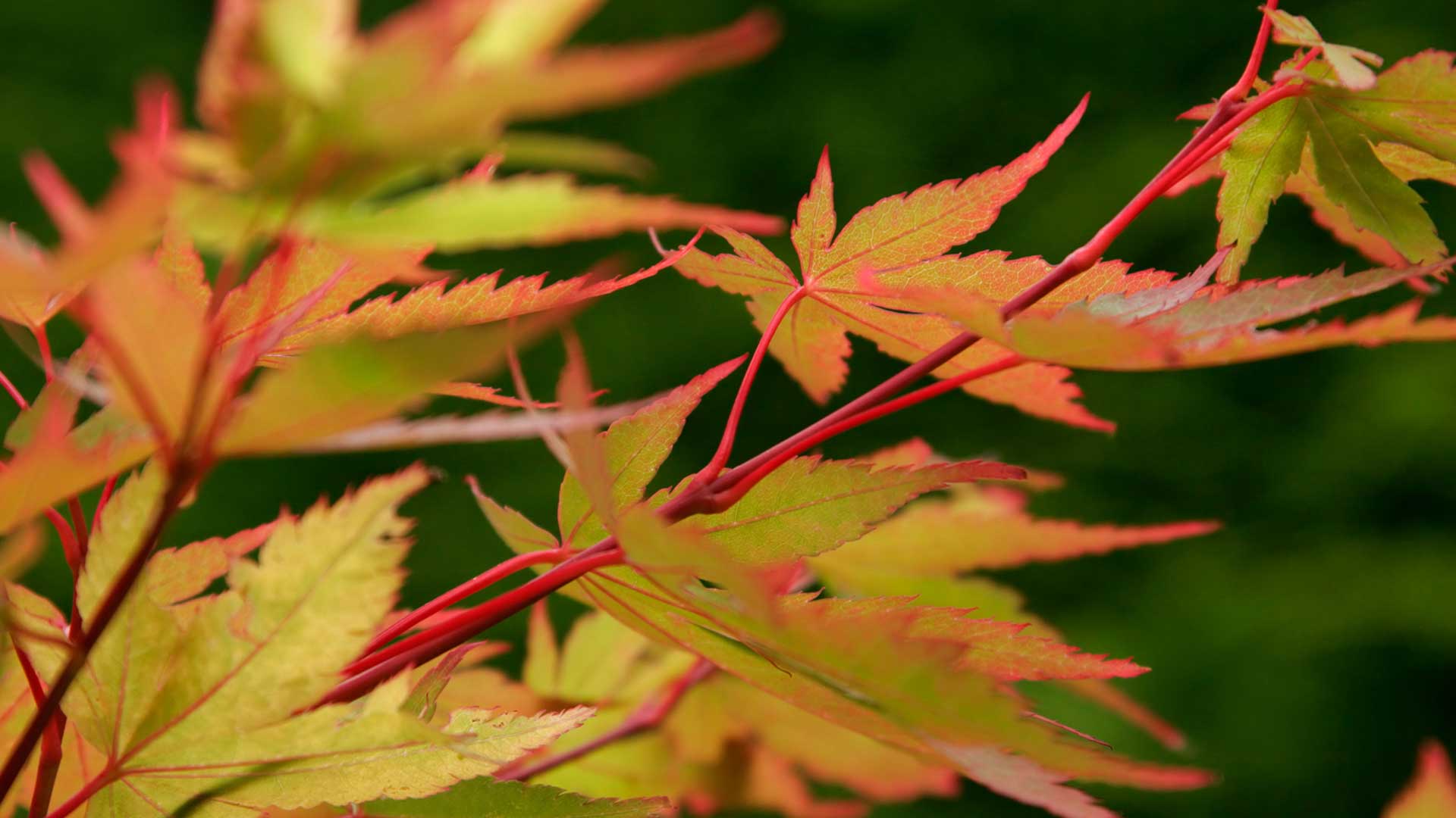 'Sango-kaku' acer