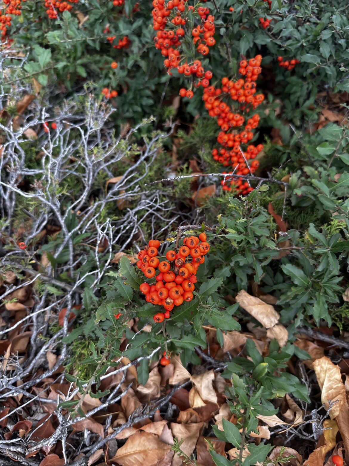 What are these berries?