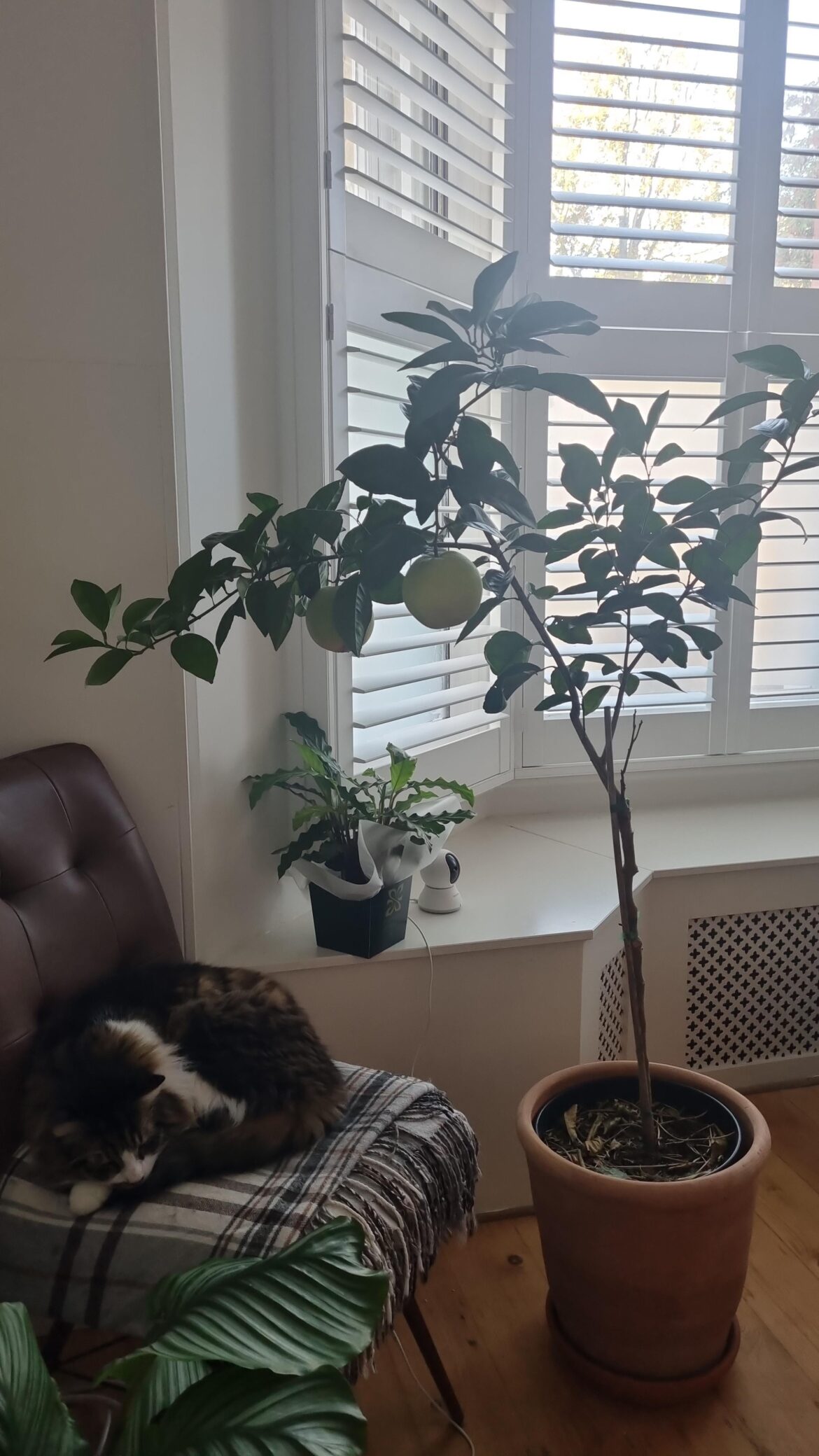 When will my oranges be ready?