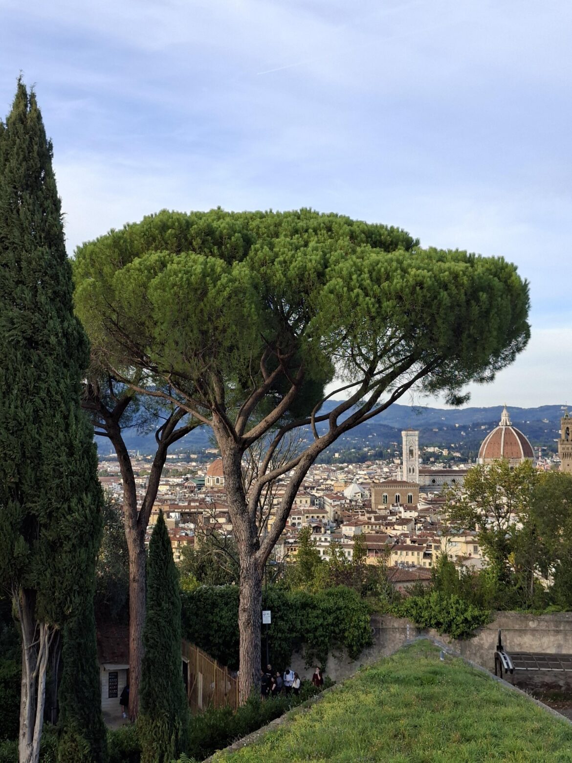 What's this tree that looks like broccoli? Location: Florence, Italy.