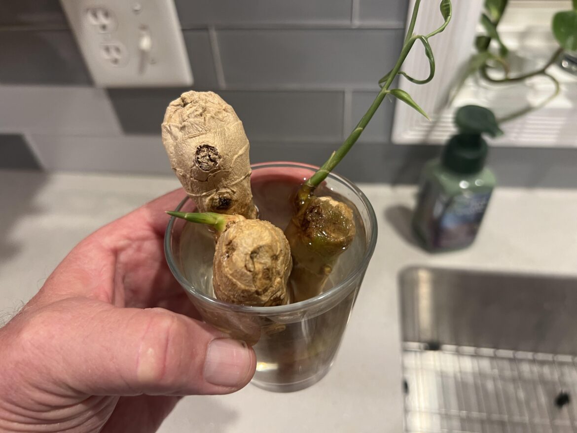 Need a lill help here, what’s next for my ginger?