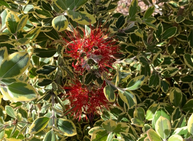 New Zealand Christmas tree or iron tree (Metrosideros kermadecensis ‘Variegata’)....