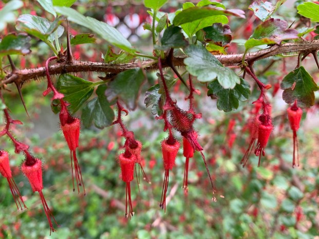 Fuchsia-flowering gooseberry (Ribes speciosum). This deciduous shrub grows 8 feet...