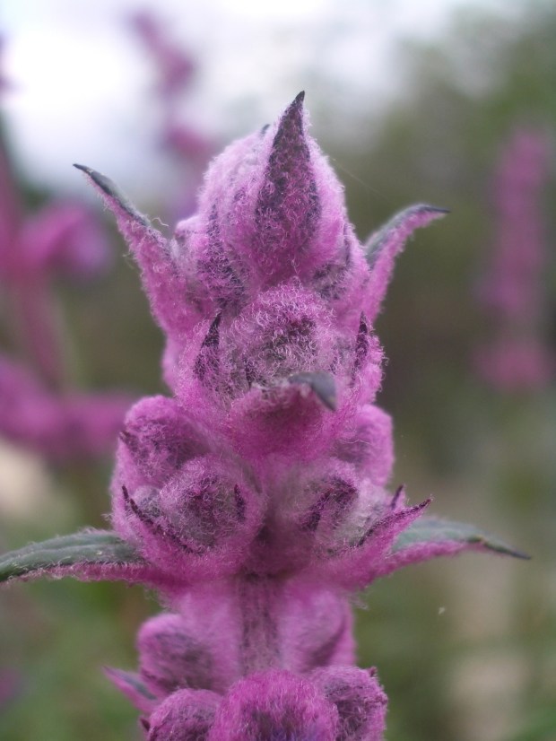 Woolly blue curls (Trichostema lanatum). A many-branched evergreen shrub that...