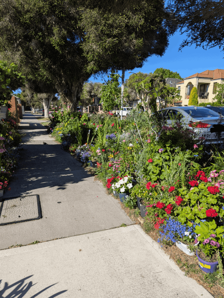 A gorgeous verge strip in my neighbourhood