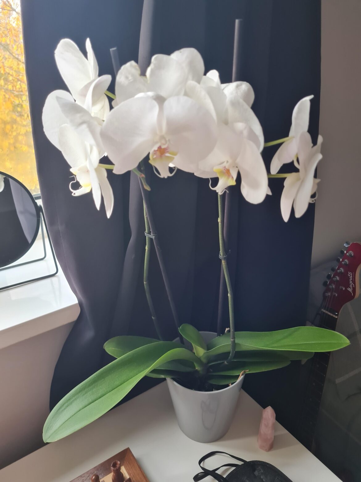 Every houseplant I have dies except orchids! Every houseplant I have dies except orchids!