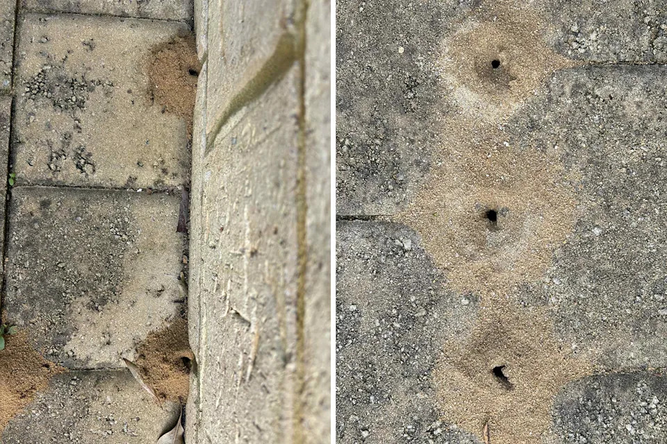 Two pictures of the bee holes in close up.