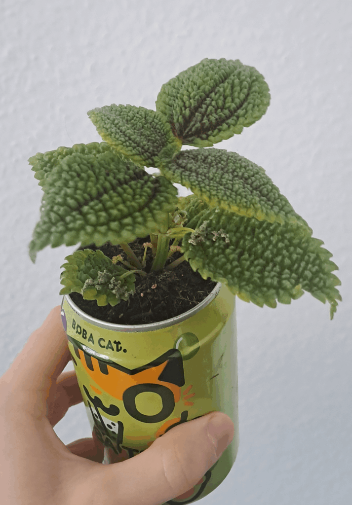 Does someone know what this beauty is?
