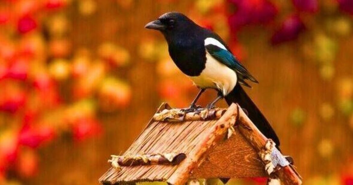 Keep magpies away from your garden with one simple item Keep magpies away from your garden with one simple item
