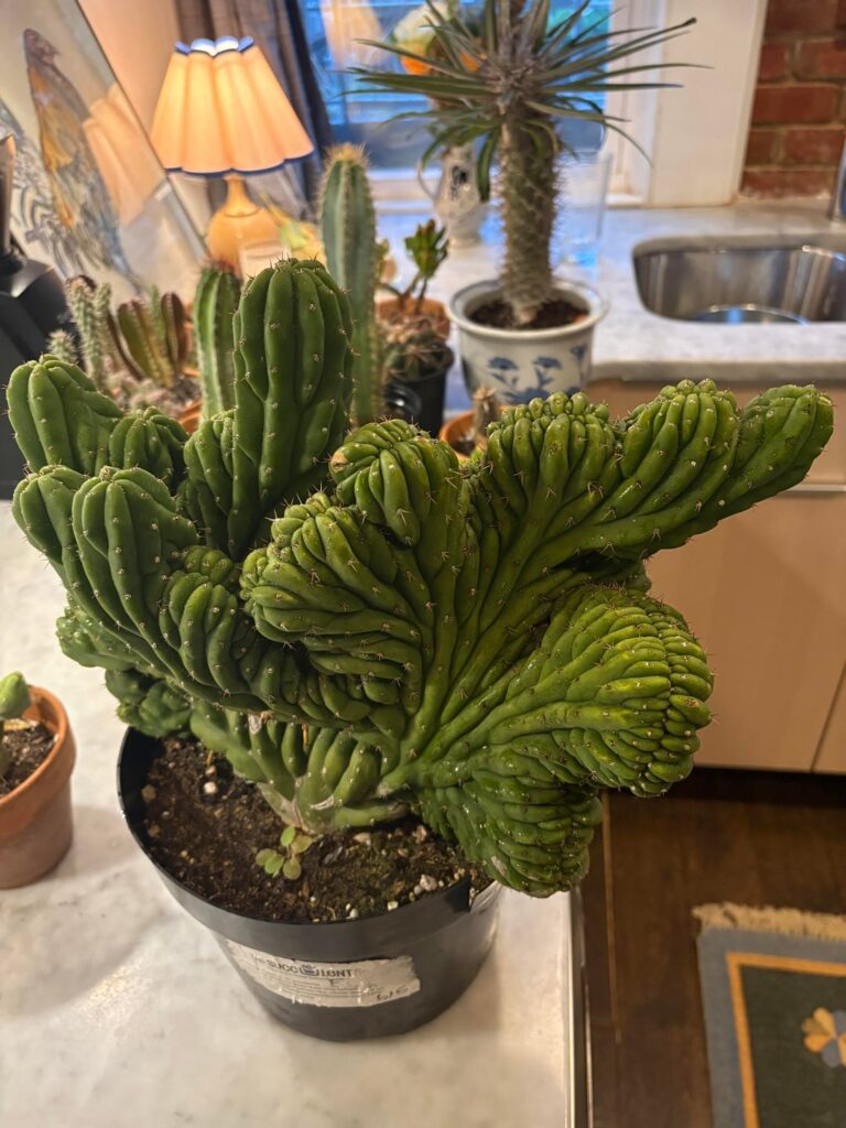 Crested Trichocereus Pachanoi