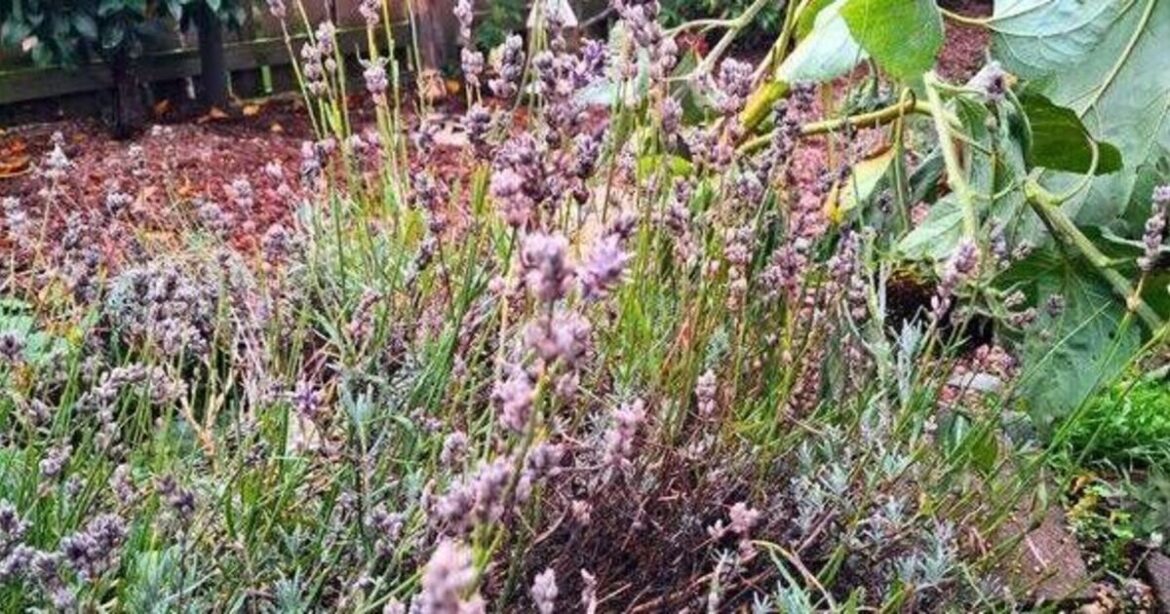 Expert's 10-second trick to do in October for beautiful lavender
