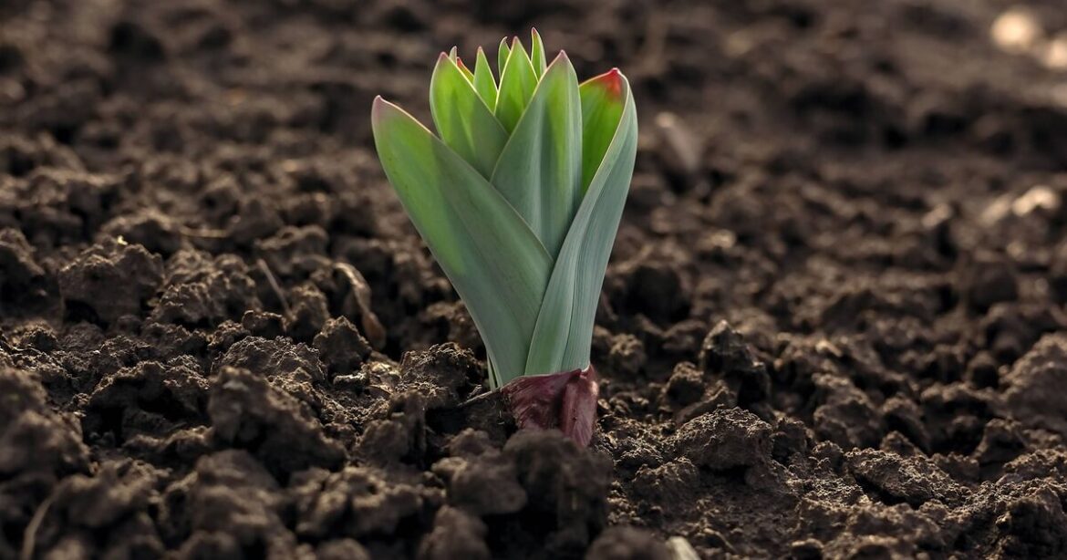 Expert names one flower to plant in October for ‘colorful’ 2026 garden Expert names one flower to plant in October for 'colorful' 2026 garden