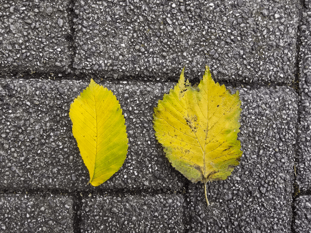 Ate my twin in the womb