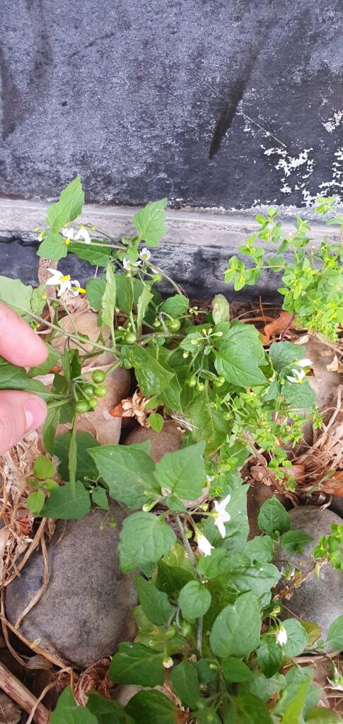 Yummy variable nightshade Yummy variable nightshade