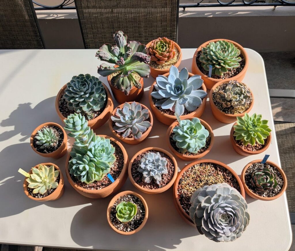My little echeveria collection. RIP to those who didn't make it.