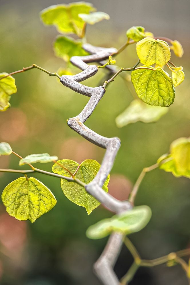 47407 Cercis Canadensis Seirb Zig Zag 2761 Bb 5