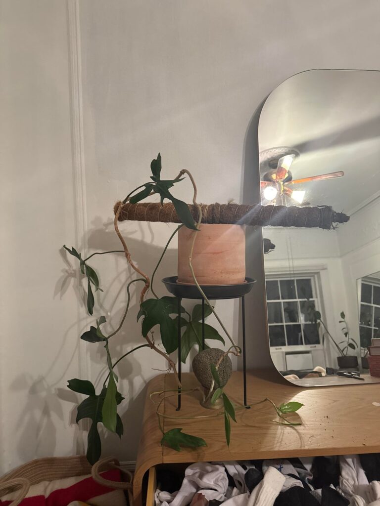 Help! My favorite philodendron support stake snapped and broke my vine!