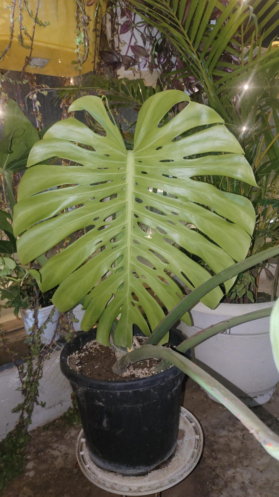 New emergent💚💚