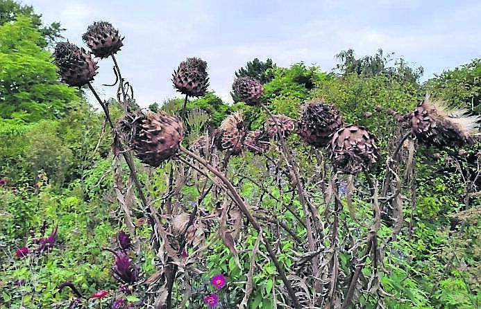 Elegant seed heads of the Globe Artichoke