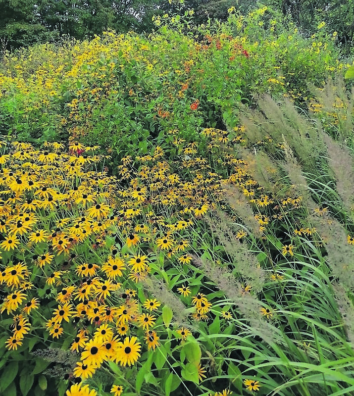 Rudbeckia and Calamagrostis in their autumn glory. 