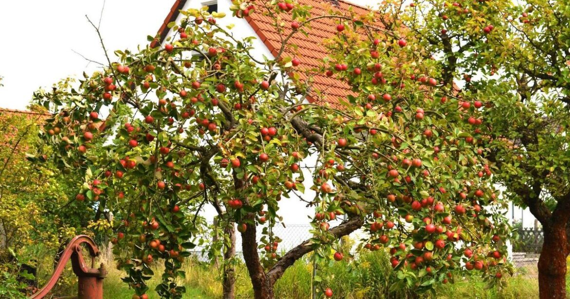 Is October a good month to plant apple trees?