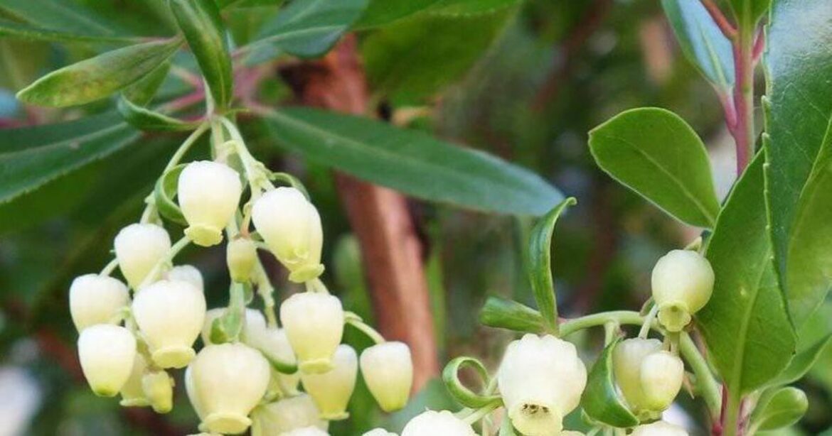 Which tree would suit your garden?