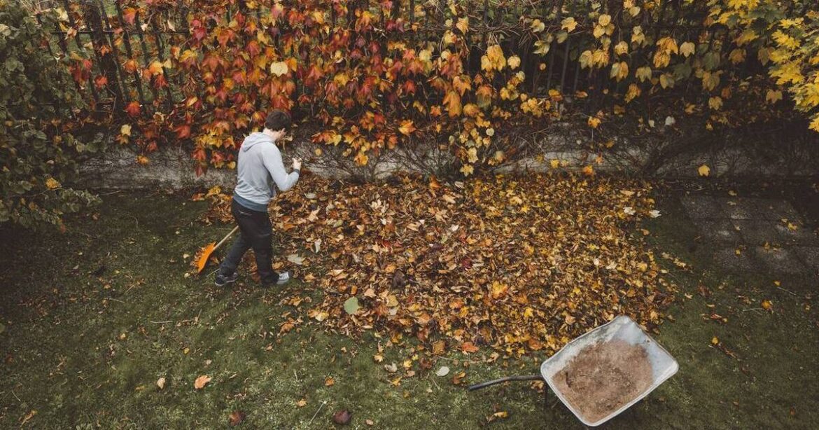should we be picking up leaves at all?