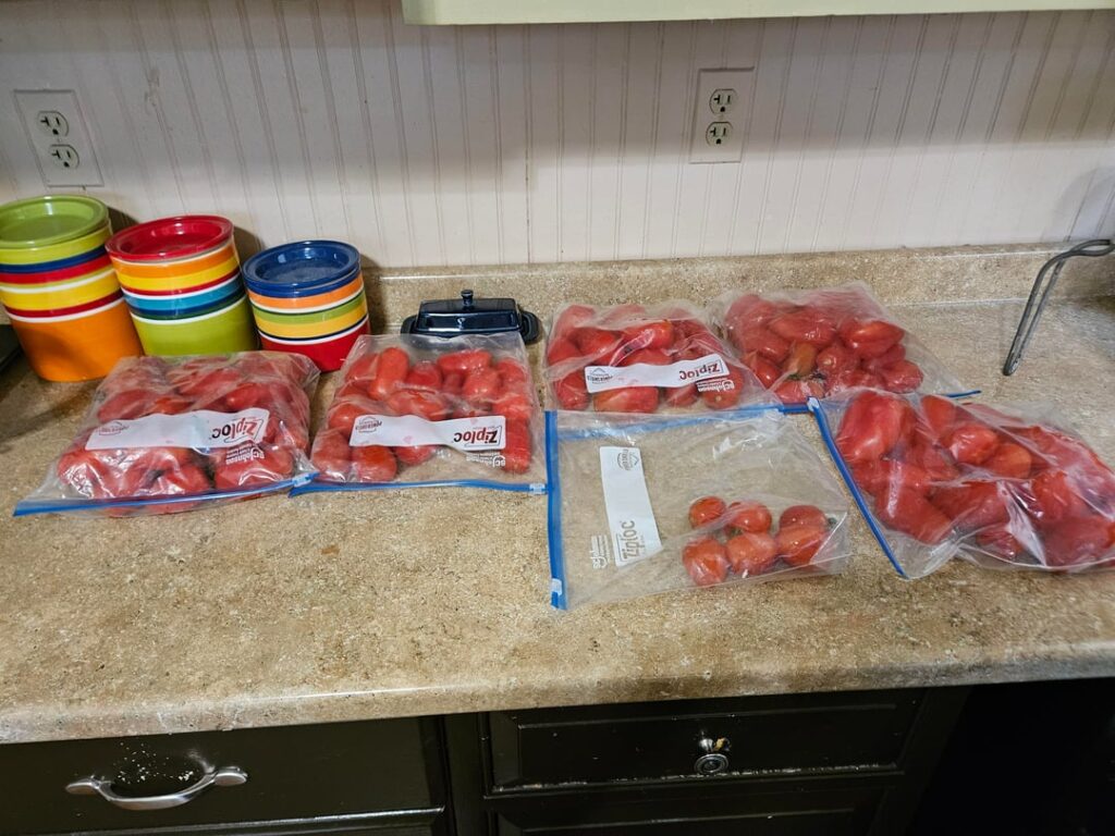 My total yeild of the season; 12lbs of tomatoes, five pints of sauce My total yeild of the season; 12lbs of tomatoes, five pints of sauce