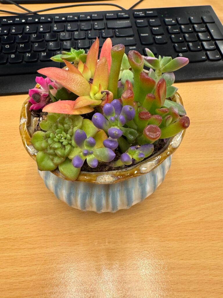What is this plant and how do i take care of it?