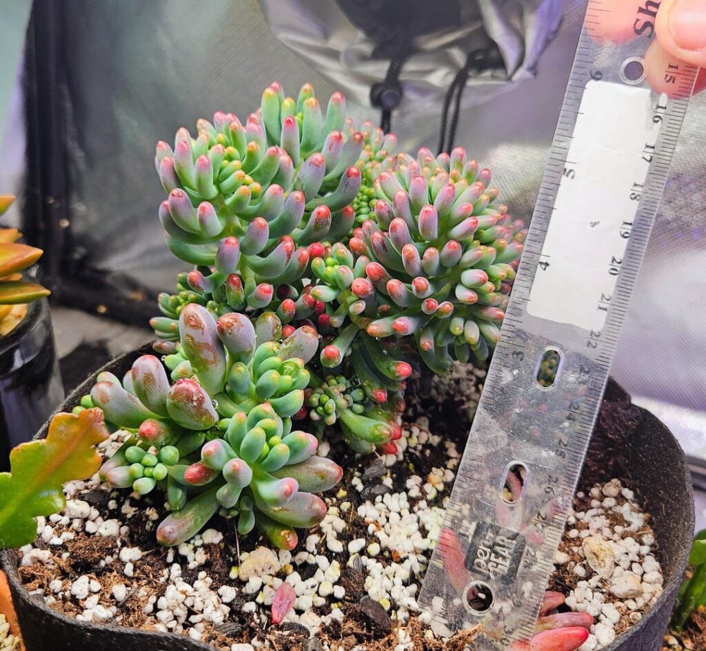 My only flex is the size and colors of my indoor grown Jelly Beans My only flex is the size and colors of my indoor grown Jelly Beans
