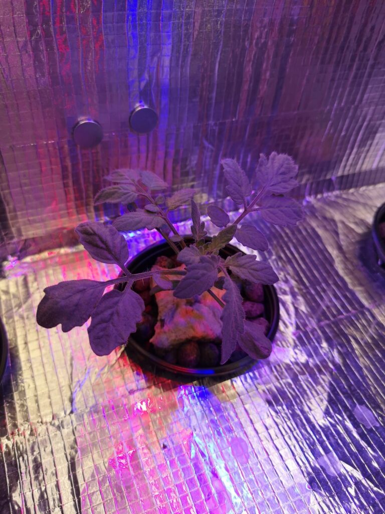 My First Hydroponics Part 2