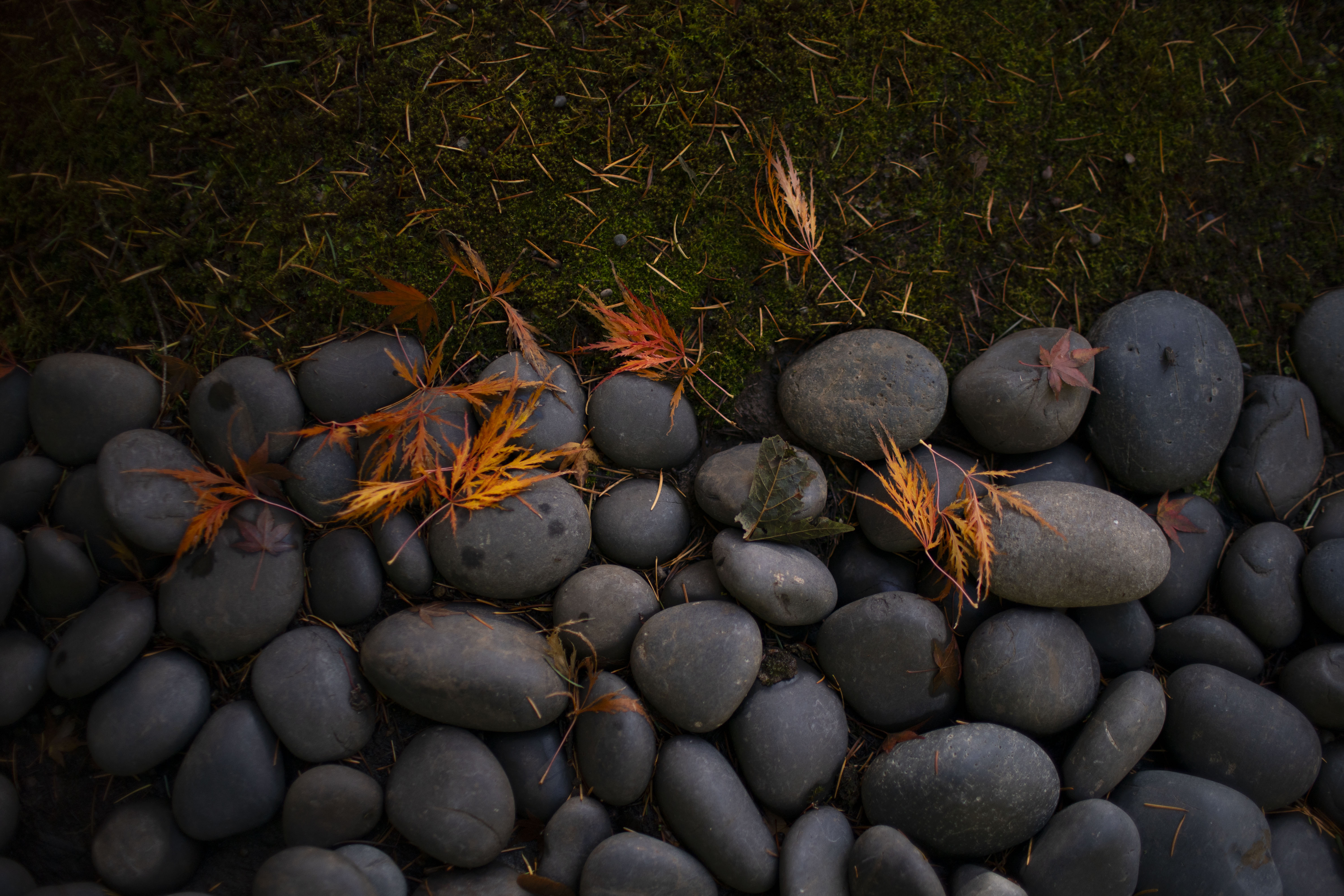 It’s the perfect time to visit the Portland Japanese Garden if peak foliage viewing is what you’re after. October 29, 2025
