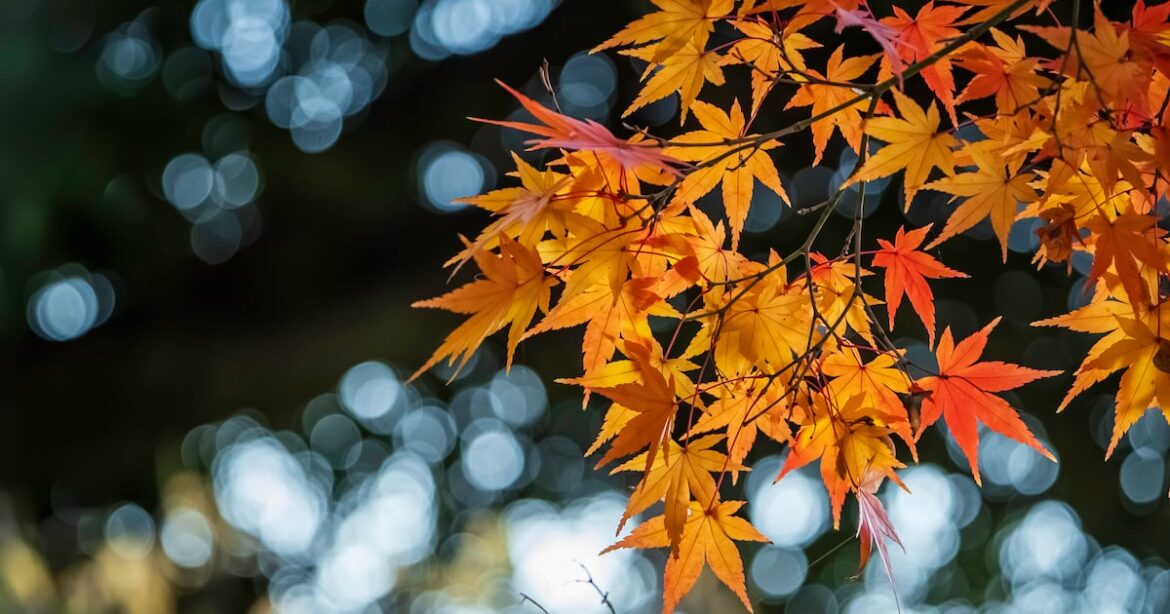We need more garden trees We need more garden trees