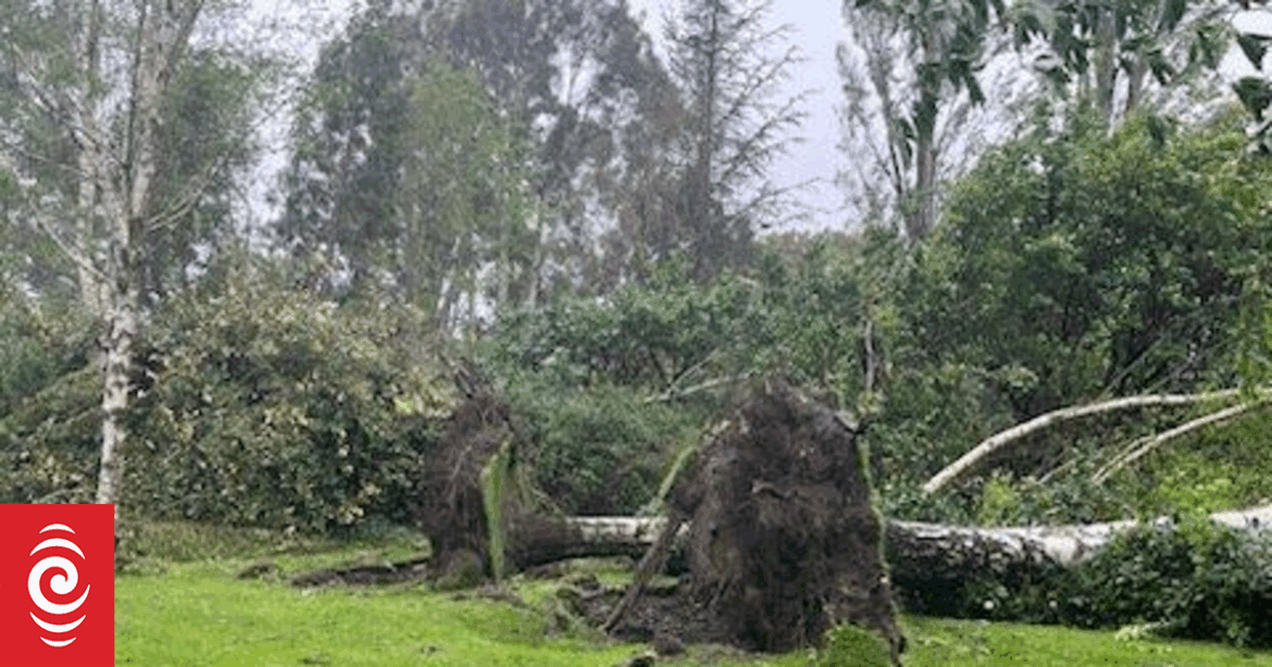 Trees ripped from ground by fierce winds at internationally recognised garden in North Canterbury