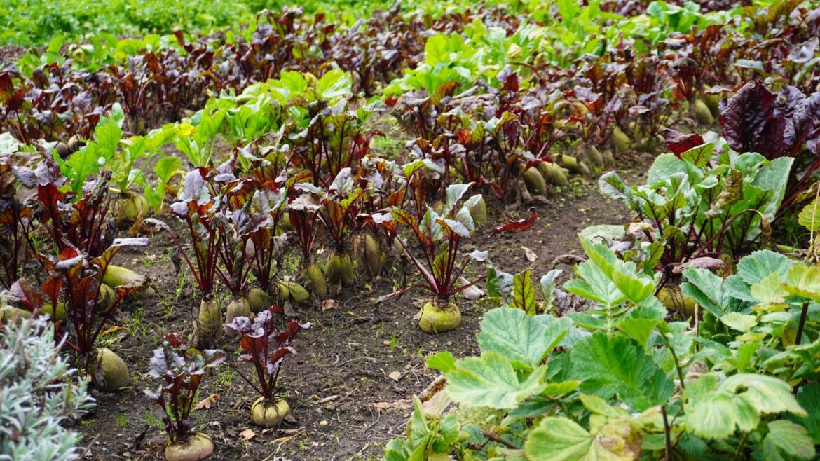 Tom Coward reveals Gravetye Manor’s heritage growing secrets Root vegetables in Gravetye Manor's kitchen garden
