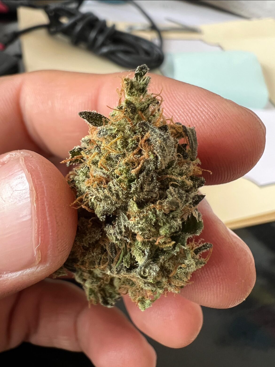 Blueberry