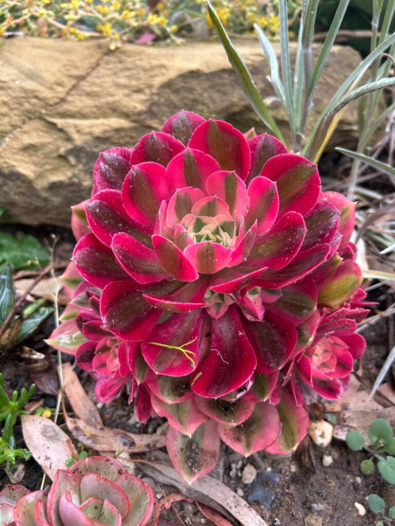 Aeoniums in the rain this morning