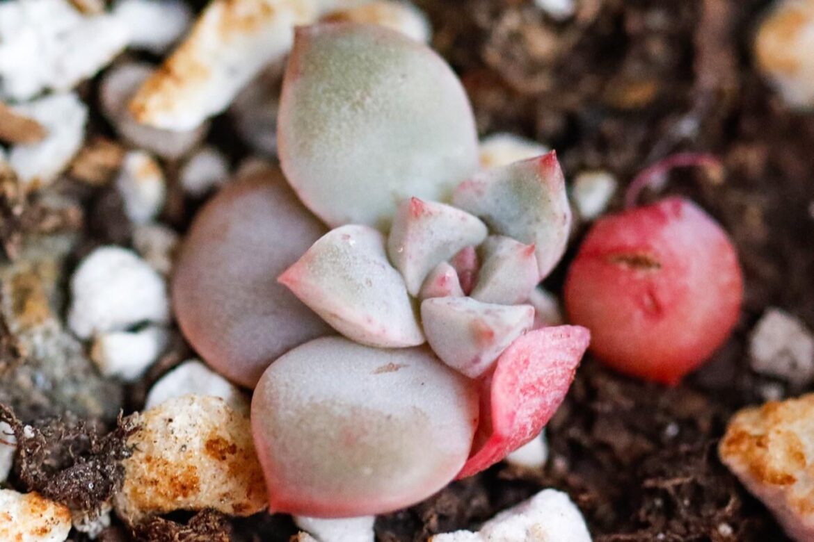 ID please