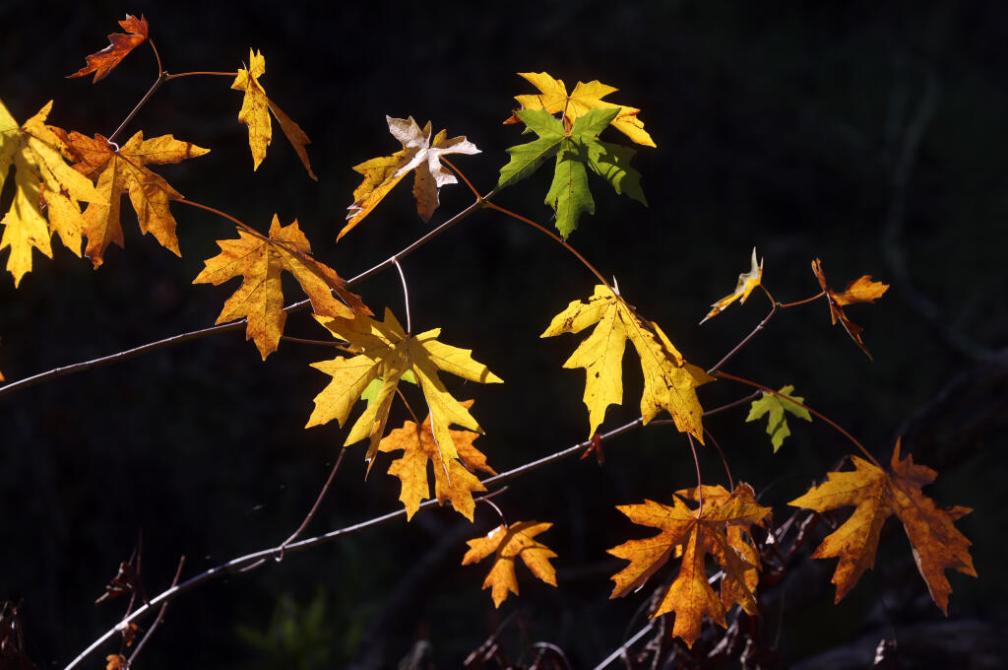 Fall is time to tackle the fall garden cleanup in Sonoma County, but leave a few leaves behind Fall is time to tackle the fall garden cleanup in Sonoma County, but leave a few leaves behind